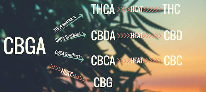 Κανναβιγερόλη (CBG) + Κανναβιγερολικό Οξύ (CBGa) 2